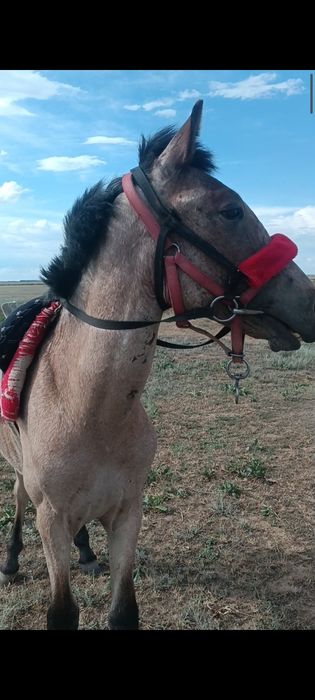 Еркек тай сатылады