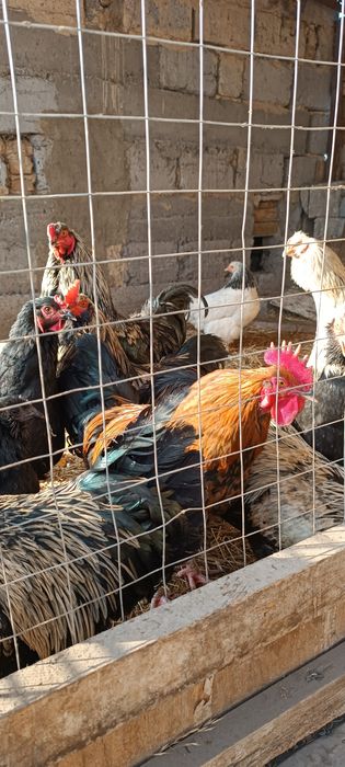 Қораздар сатамын, продам петухов