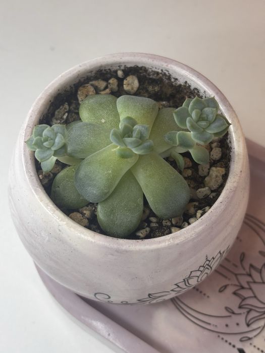 Набор с эхеверией из гипса