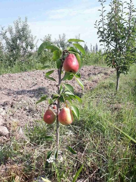 Нок кучатлар бор 100 % ишонжли
