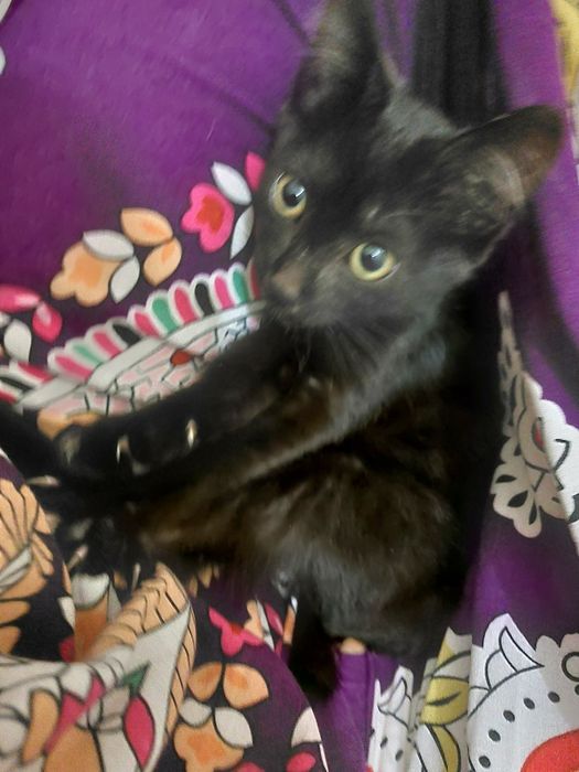 Котёнок ищет семью
