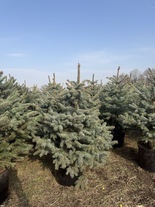 Продам ель Супер Блю