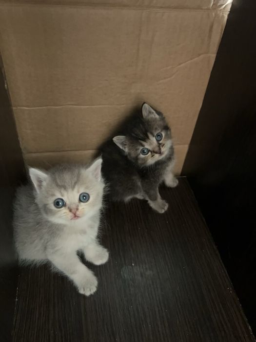 Уральск котята бронь