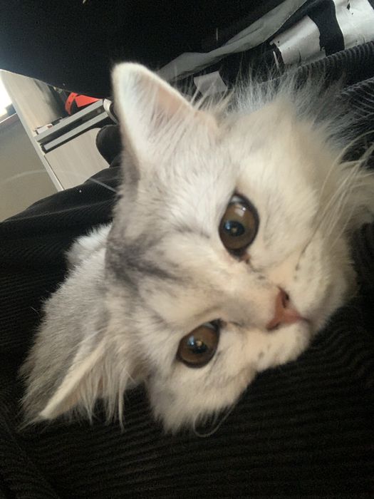 Кошечка шиншила X британец