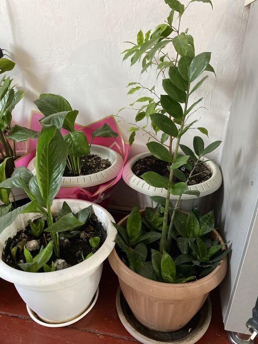 Продам,домашние комнатные цветы