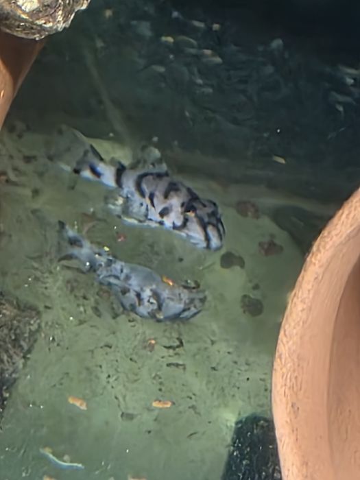 L236 pleco 3+ см.