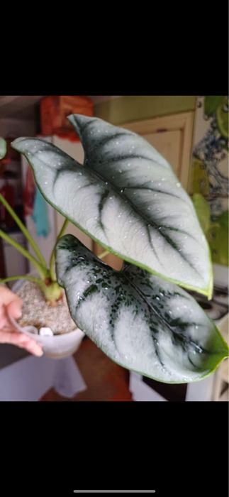 Продам деток Алоказий