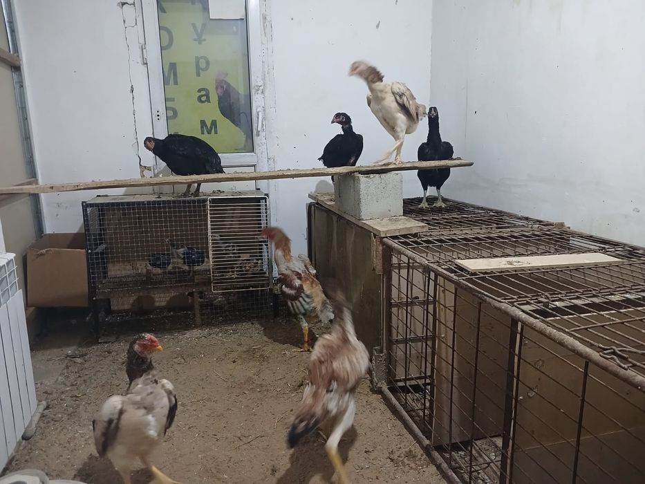 Дакан яйца игровой спар видео есть