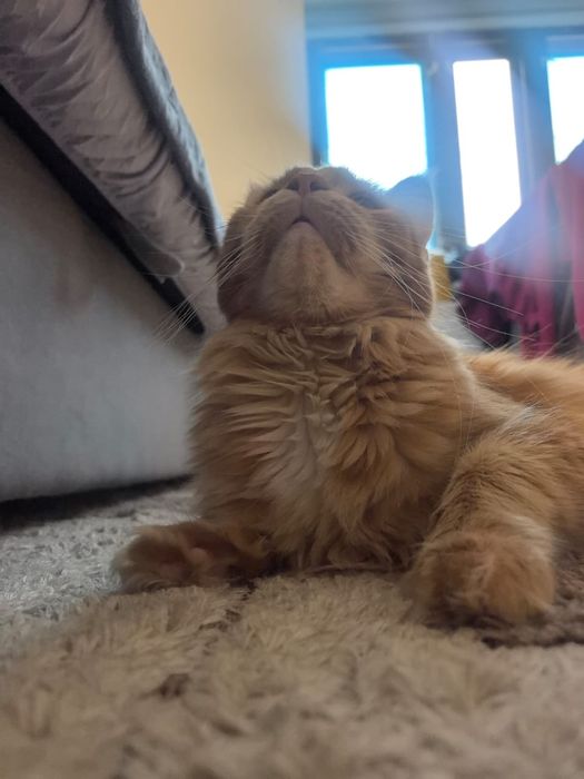 Ищу кота мейн-кун для вязки