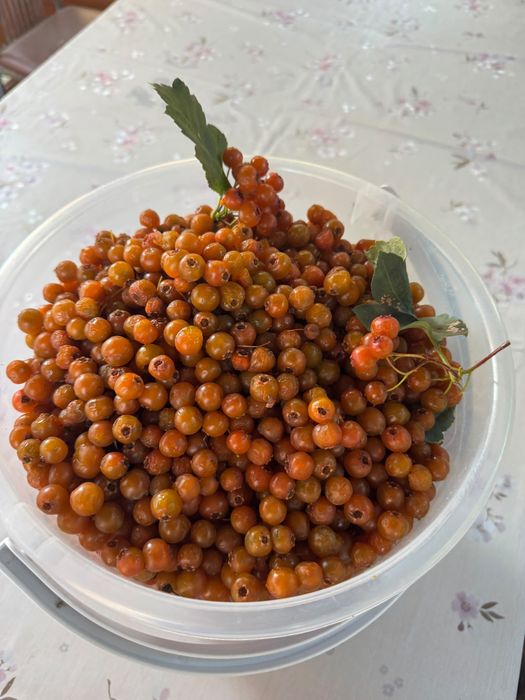 Боярышник лекарственный