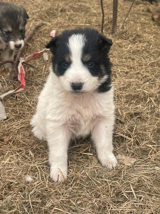 Отлам щенка  в добрые руки