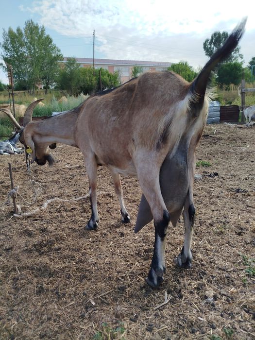 Козлята (Лақтар) сатылады