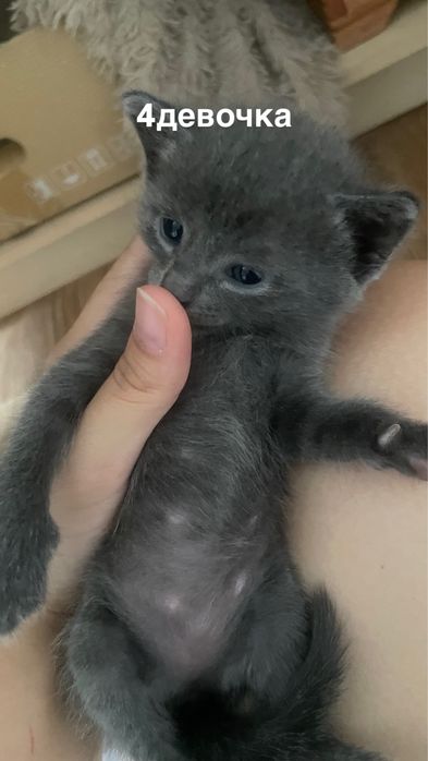 серые котята отдам в добрые руки