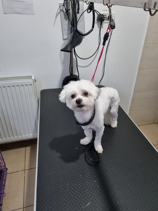 Coafor canin Micalaca