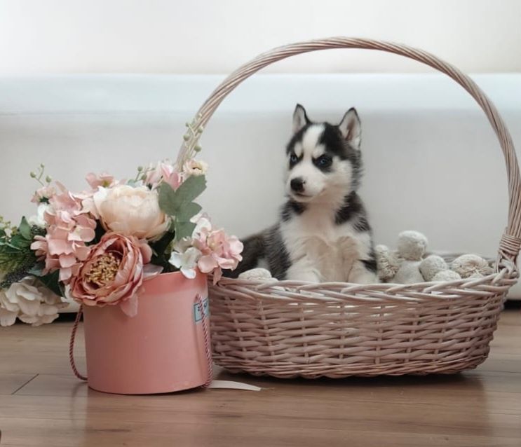 Щенки сибирской хаски.