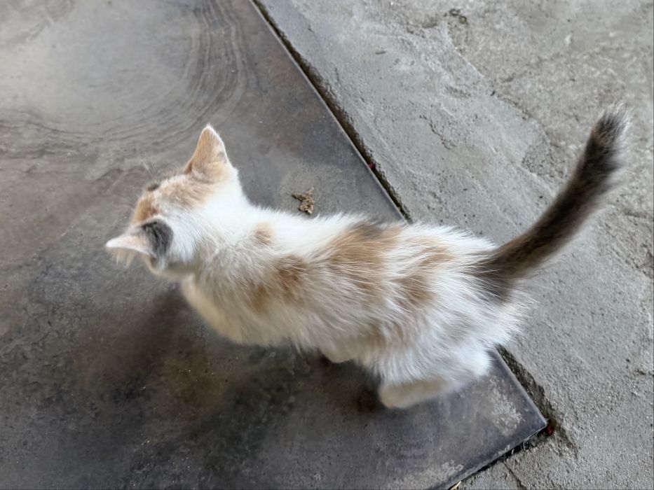 Котенок маленький, 2-3 меясяц девочка