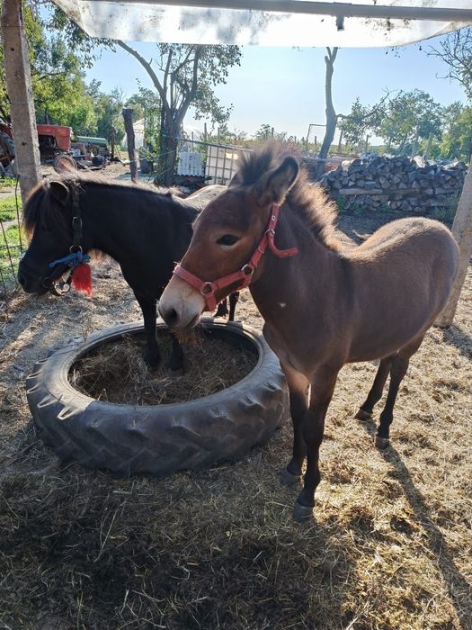Vand catar, magar, ponei