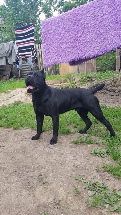 Кане корсо. Кобель,вязка