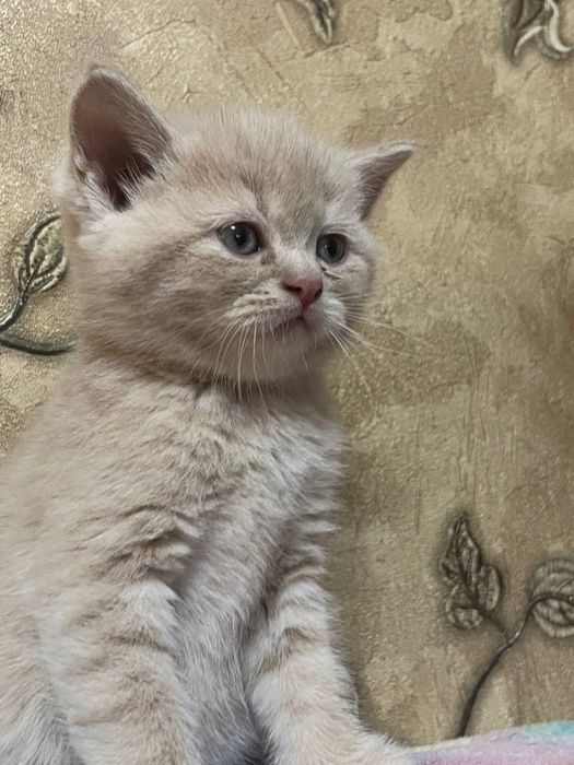 Порода скотиш фолд очень игривые ,лоток ходят кушают сами ,лосковые