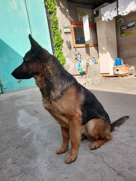 Ищем подругу для вязки