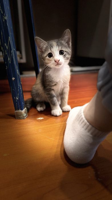 Котята 2 мес ищут дом