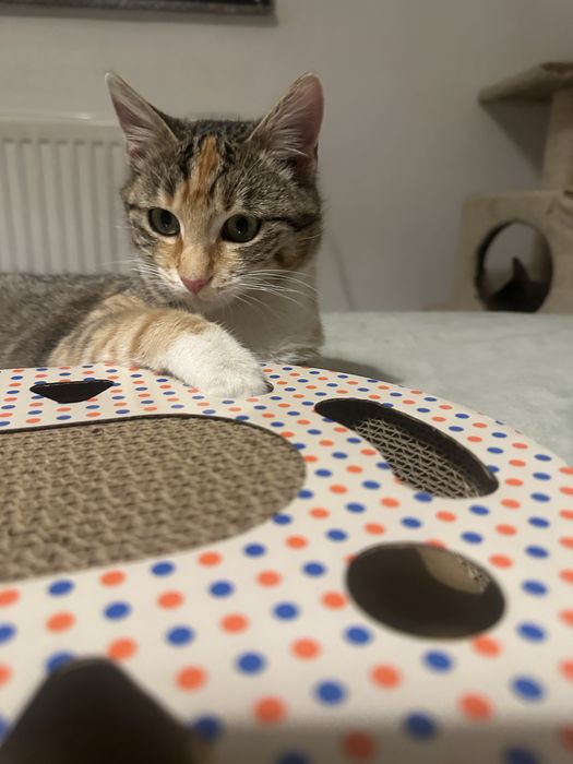 Pisicuta Calico cauta casuta