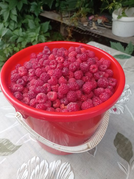 Малина , красная смородина