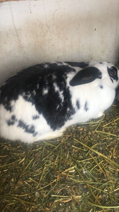 Прадам кралих агулиных