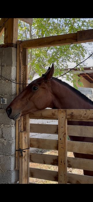 2 жасар құанан сатылады