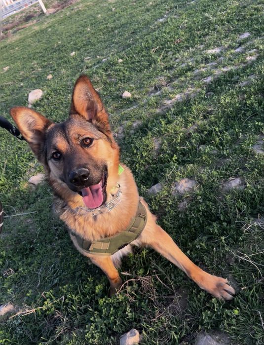 щенки немецкой овчарки, документы имеються