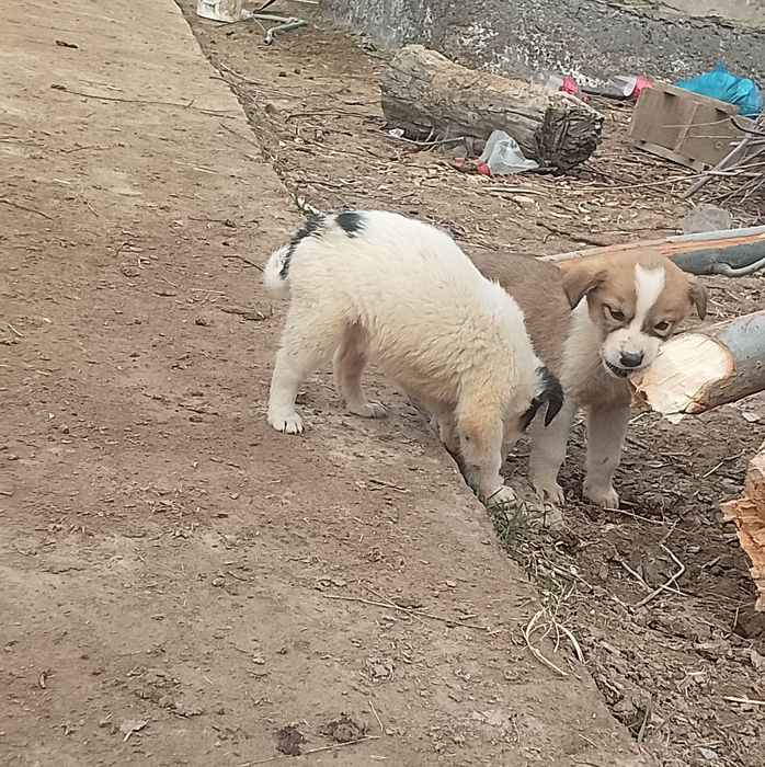 Алабай ұрғашы күшіктер