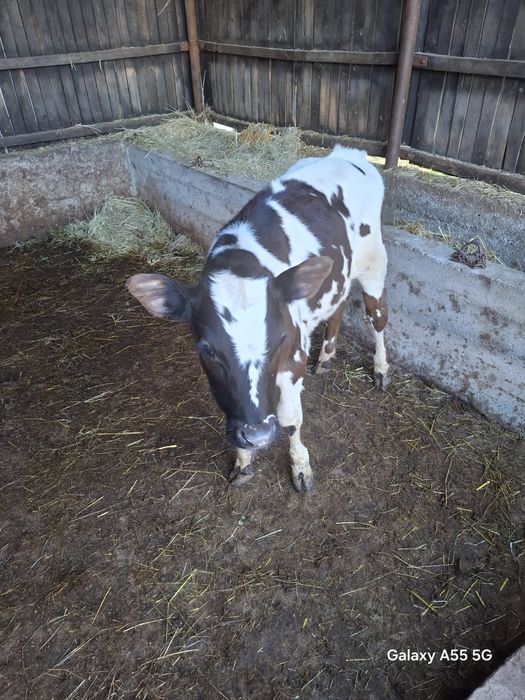 Vand vitele bălțate