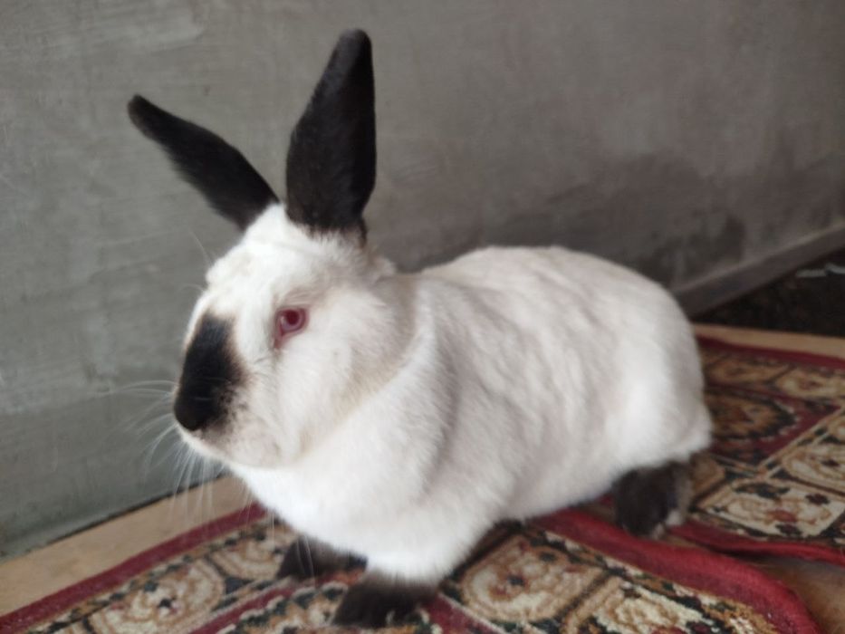 Евро калиф кошлик