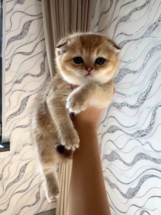 Мушук чатиштирамиз