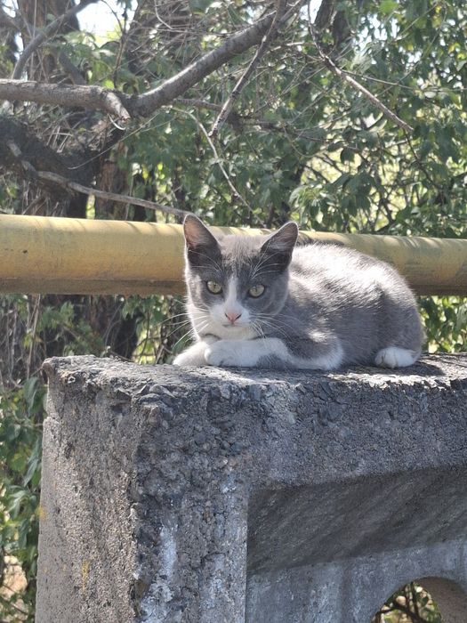 Отдам котят даром
