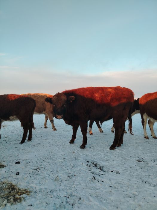 3 жасар бир бас, 2 жасар бир бас букалар сатылады