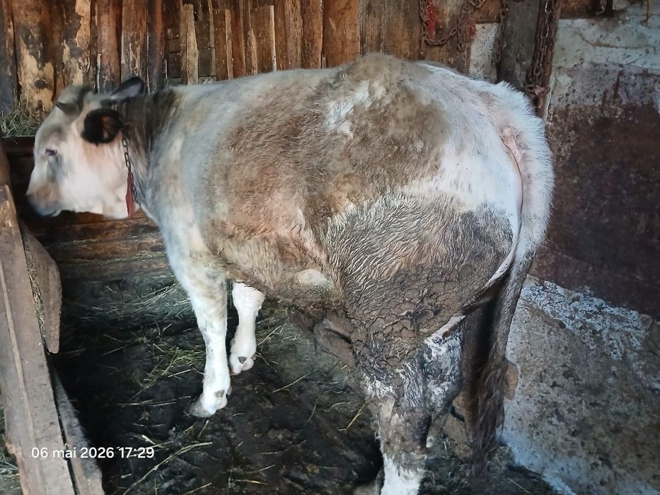 Vând vițel albastru belgian