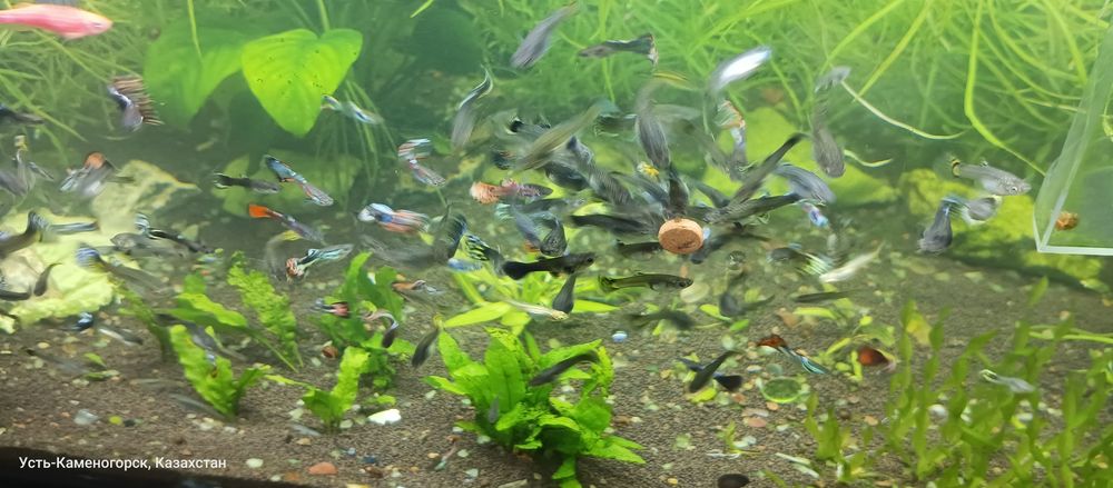 Продам рыбок гуппи