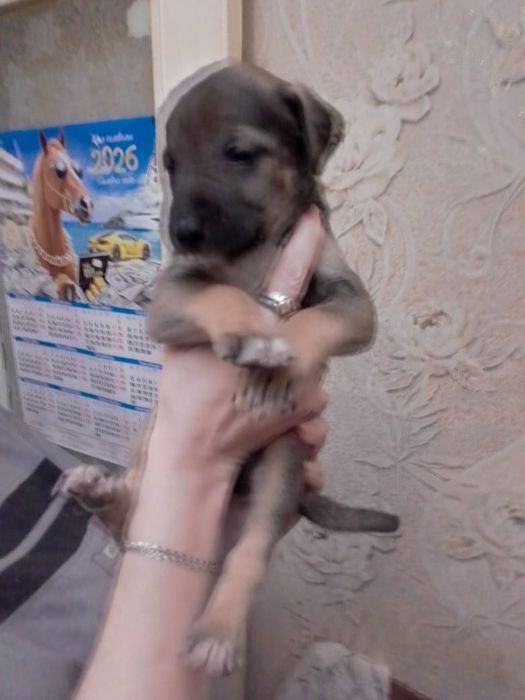 Продам щенков Американский питбуль