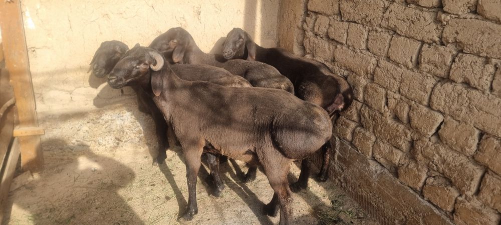 Qochqorlar sotiladi  10 dona