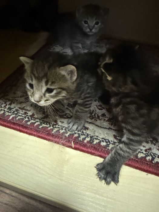 Отдадим котят в добрые руки