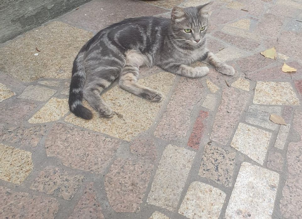 Отдам кошечку в добрые руки