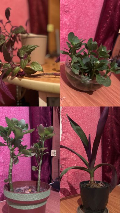 продам комнатные цветы