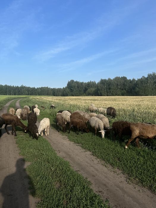 Продам баранов оптом и рознично