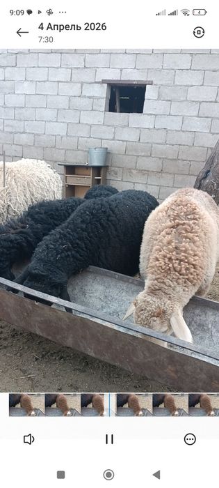 Қозылы қой.      .