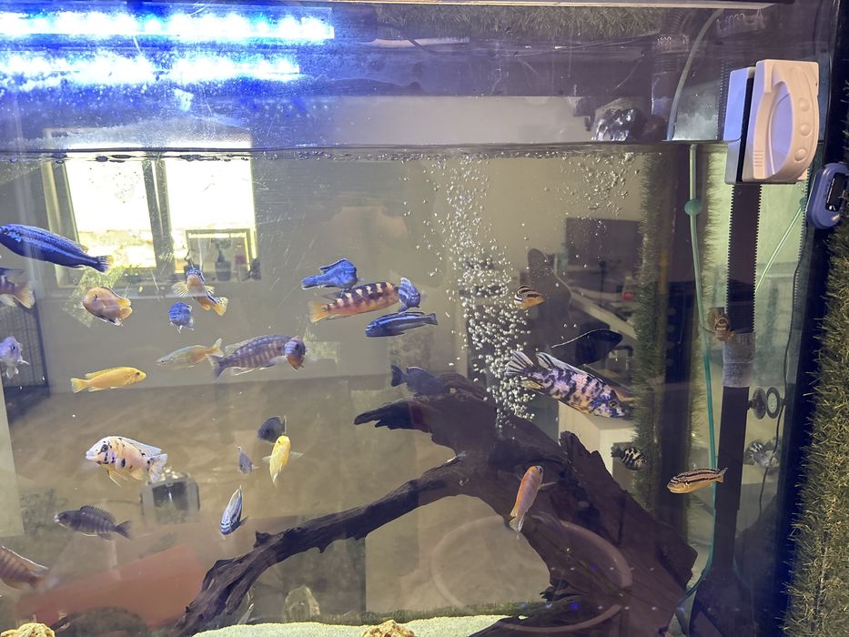 Pesti Ciclide Auratus si Red Top Hongi