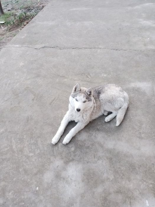 6 oylik xaski yaxshi qaralgan  vetirinar korigida turadi kasali yoq ..