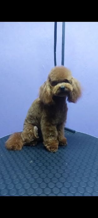 Той пудель для вязки