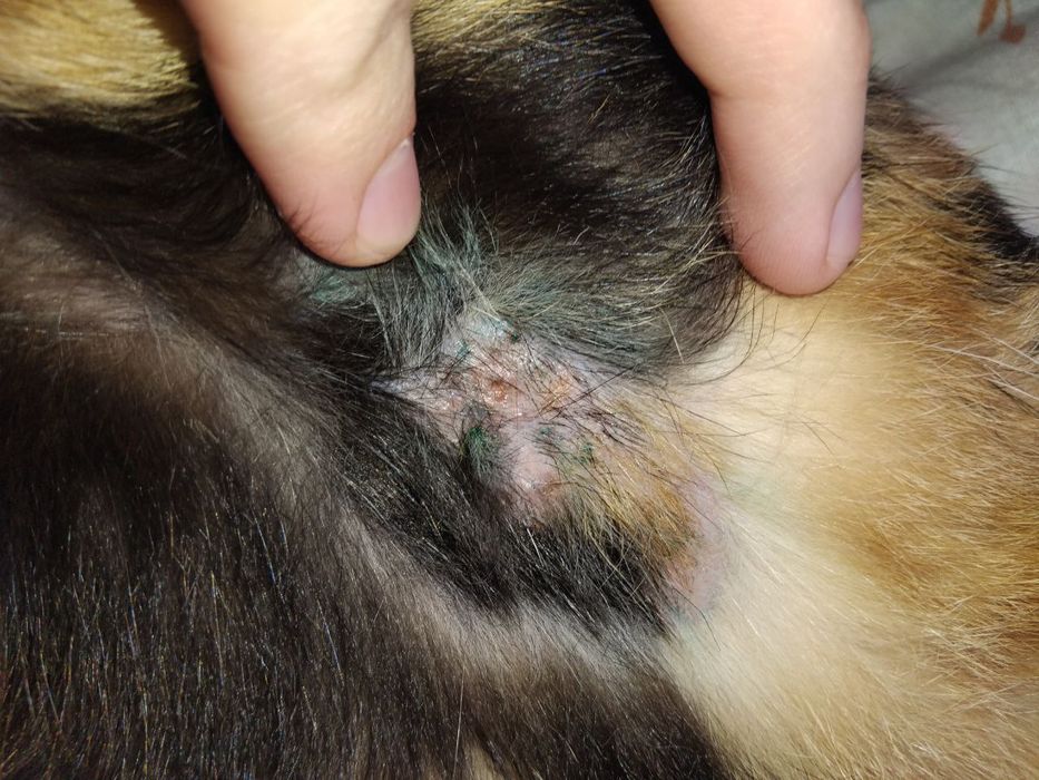 Veterinariya xizmati 24/7 (Vet_Dilshod_Nur)