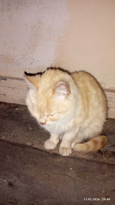 Отдам кошку в хорошие руки